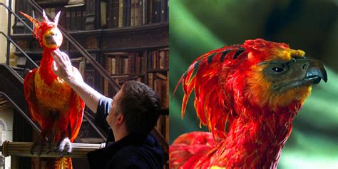 Harry Potter: 10 Facts About Fawkes The Phoenix。